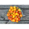 Tomates cerises