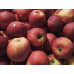 Pommes jonagoreth