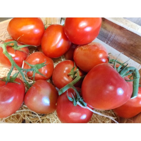 Tomate Ruby red grappe